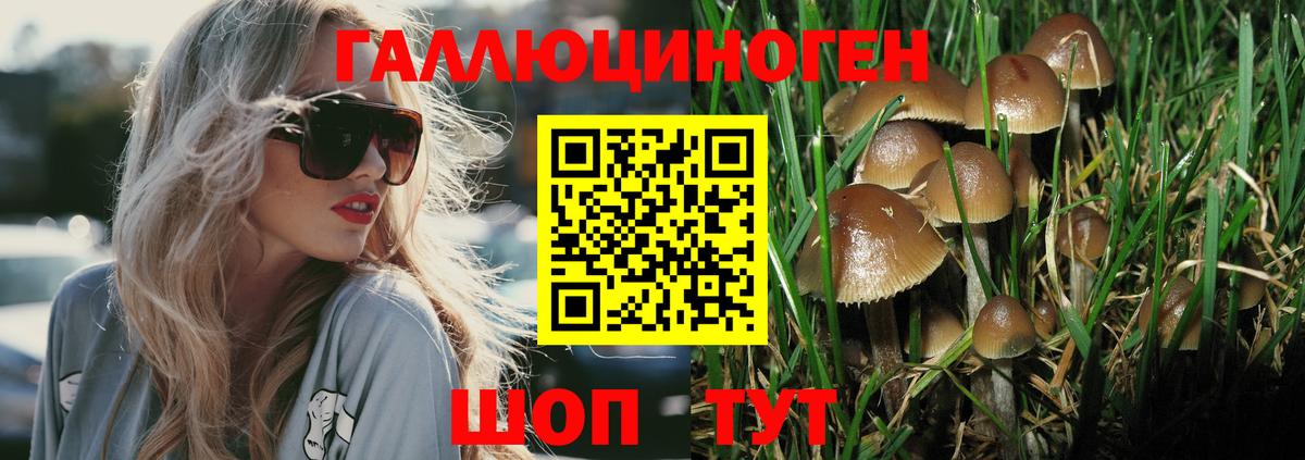 Псилоцибиновые грибы мицелий  Псилоцибиновые грибы GOLDEN TEACHER  Шадринск 